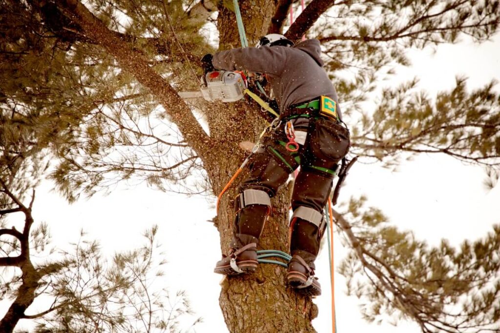 Tree Pruning Service