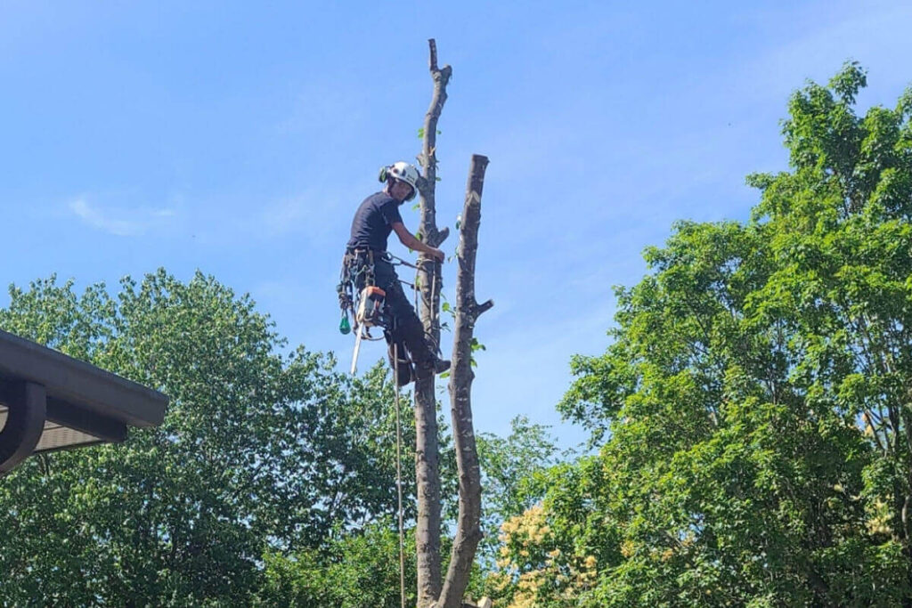 Tree Pruning Service