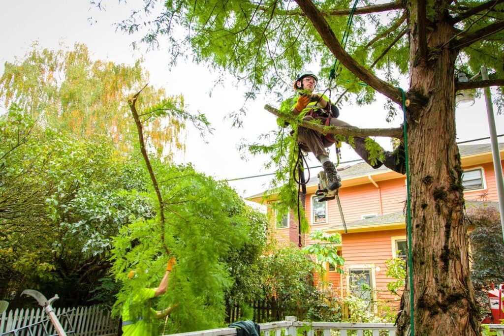 Tree Pruning Cost