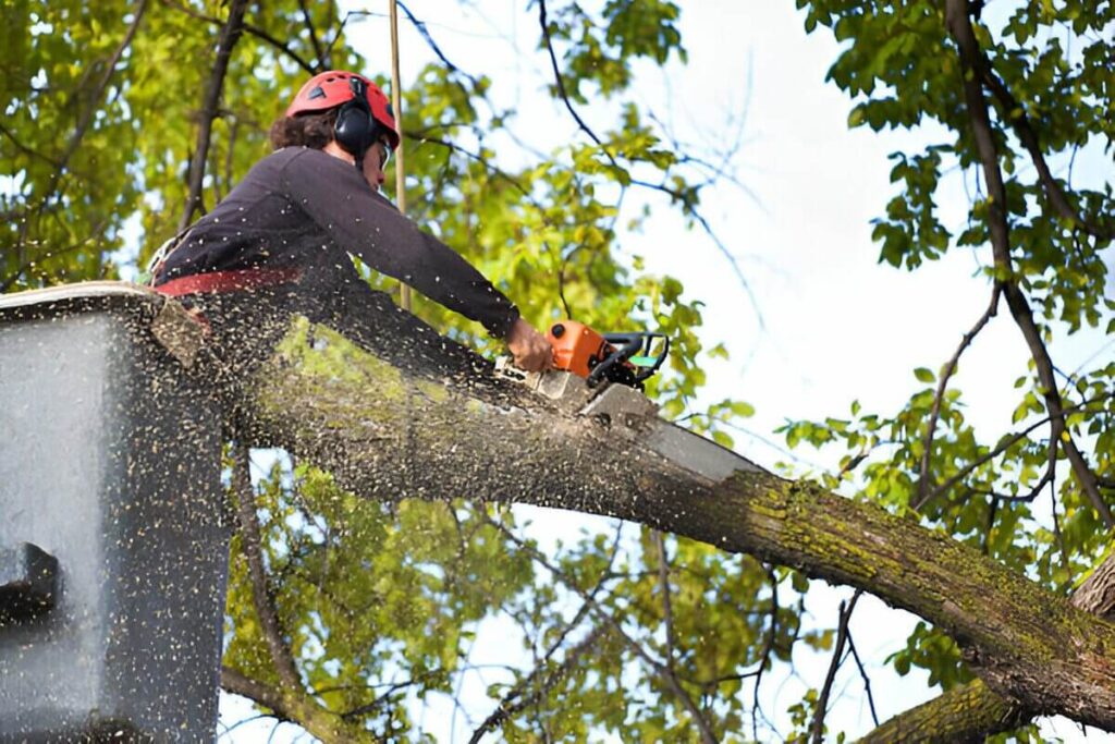 Tree Pruning Service