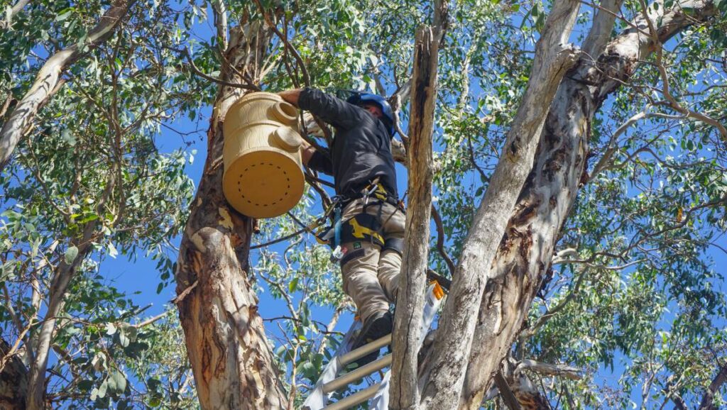 Tree Pruning Cost